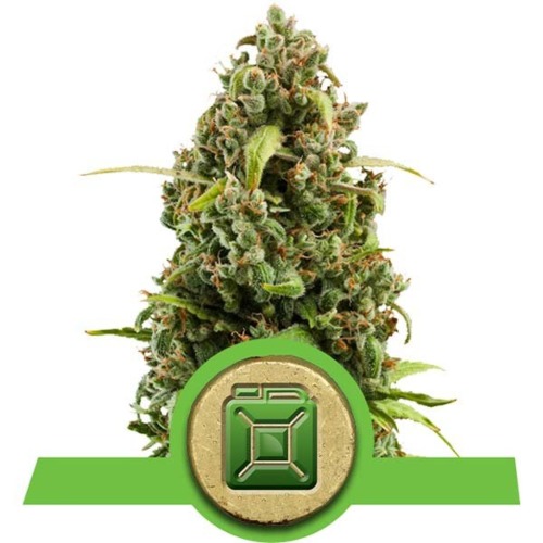 Diesel Automatic wietsoort - Royal Queen Seeds