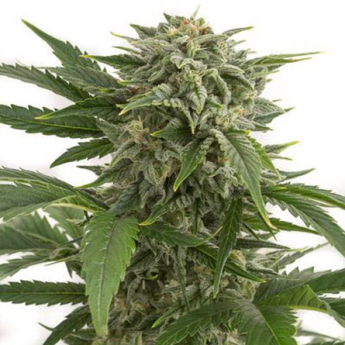Northern Lights Xl Zambeza Seeds
