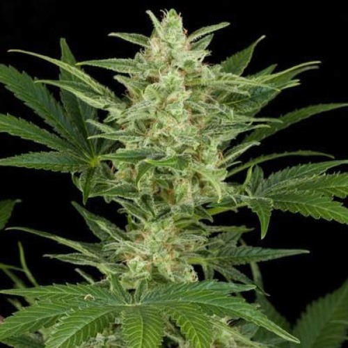 Critical Jack Auto - Dinafem