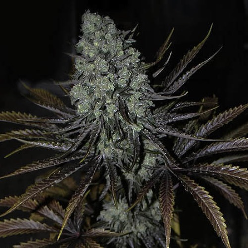 Dinachem - Dinafem wietplant 9 weken bloei
