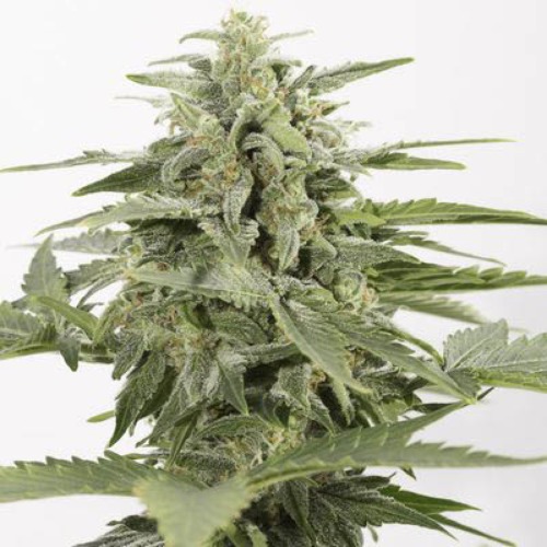 Industrial Plant Auto CBD - Dinafem