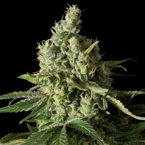 Moby Dick CBD - Dinafem