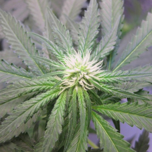 Shark Attack - Dinafem begin bloeiperiode wietplant