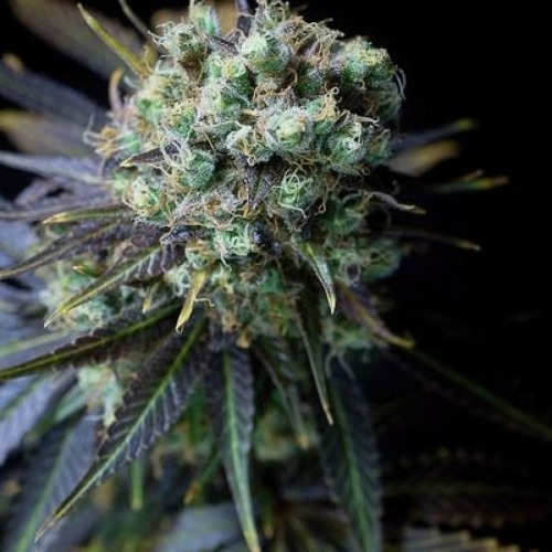 Dinamed CBD - Dinafem