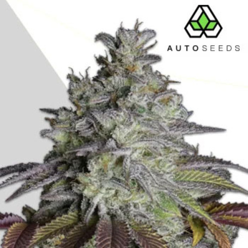 Do Si Dos Auto - Auto Seeds