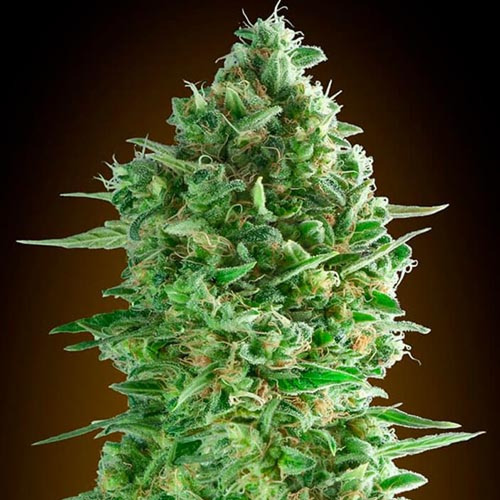 Do-Si-Dos Cookies - 00 Seeds