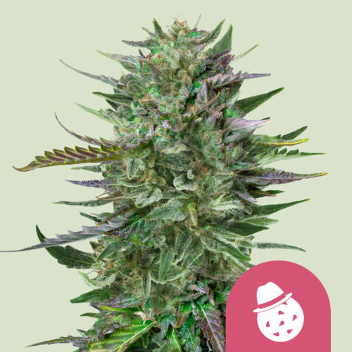 Do-Si-Dos - Royal Queen Seeds