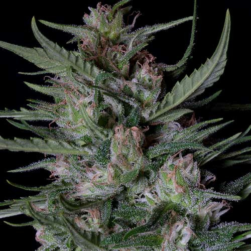 Dogstar Dawg Auto - Big Head Seeds