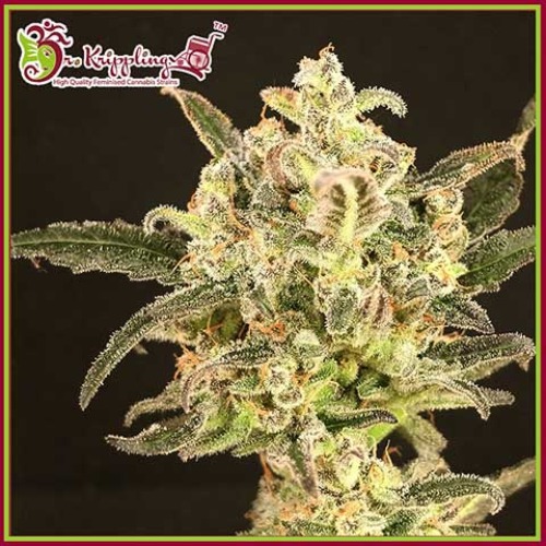 Dolly Kush - Dr Krippling Seeds