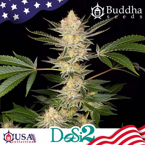 DoSi2 - Buddha Seeds