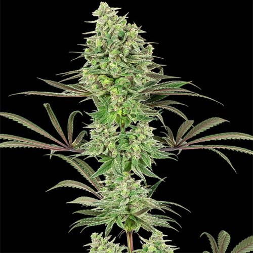 Double Banana Kush - White Label Seeds