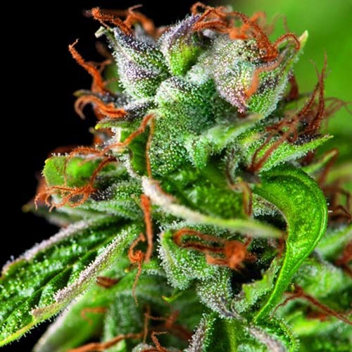 Double OG Haze - Pyramid Seeds