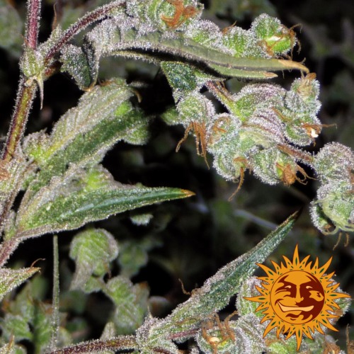 Dr. Grinspoon close-up - Barney's Farm