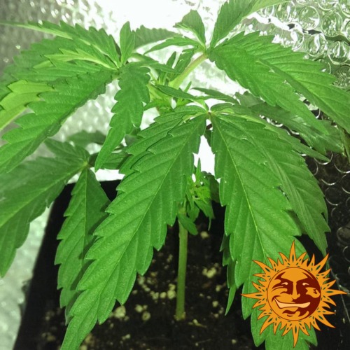 Dr. Grinspoon cannabis plant - Barney's Farm