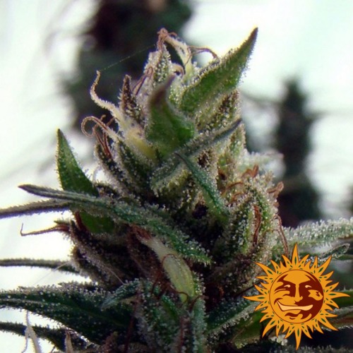 Dr. Grinspoon van zaadbank Barney's Farm