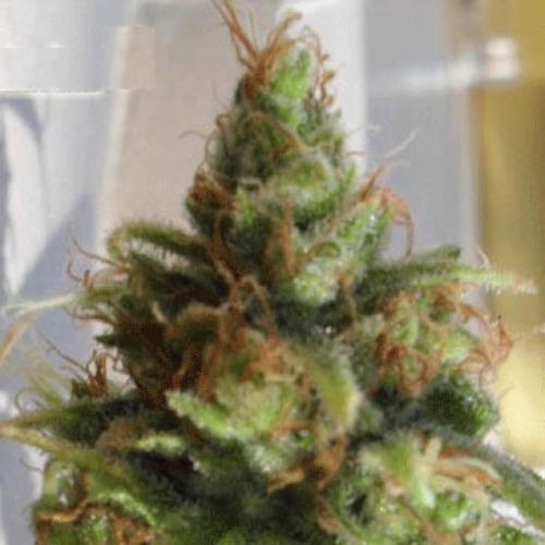 Ganj-nam Style - Dr Krippling