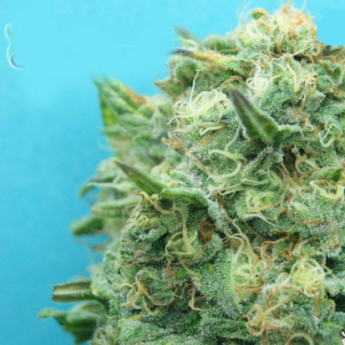 Grand Heft Auto - Dr Krippling autoflower
