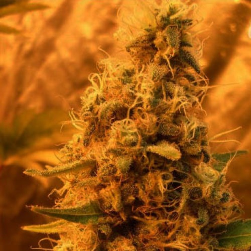 Jack Mist Tree van Dr Krippling