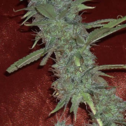 Krippleberry Auto - Dr Krippling