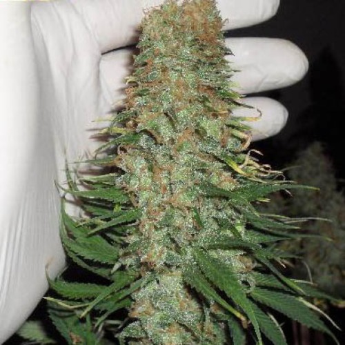Mango Chutney - Dr Krippling