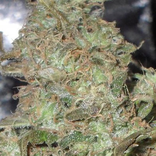 Melon Kali - Dr Krippling