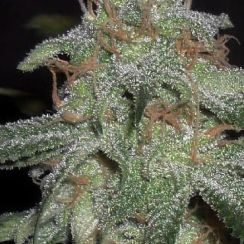 Pickled Diesel - Dr Krippling
