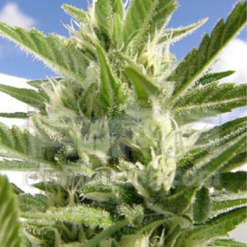 King Kong Auto - Dr Underground