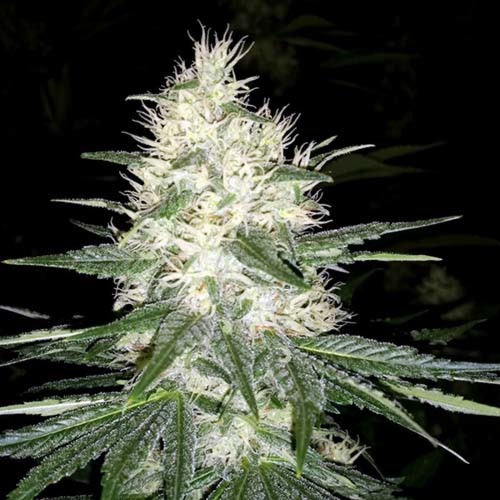 Dutch Kush - Paradise Seeds