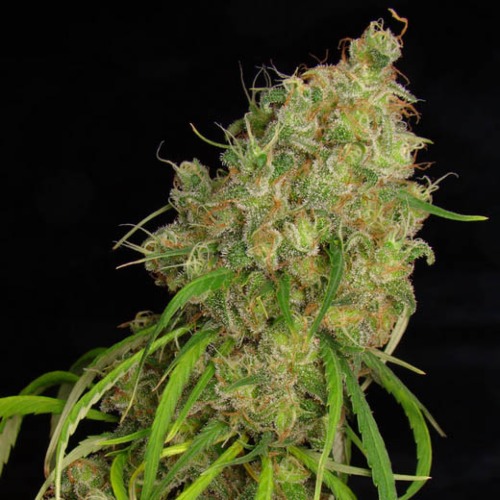 Desfran - Dutch Passion mooie wiet top