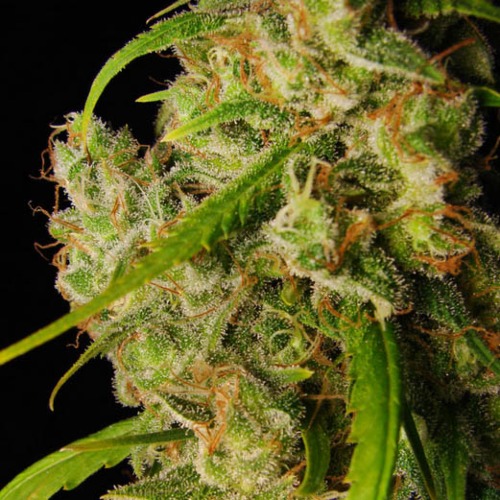 Desfran - Dutch Passion wiet close up