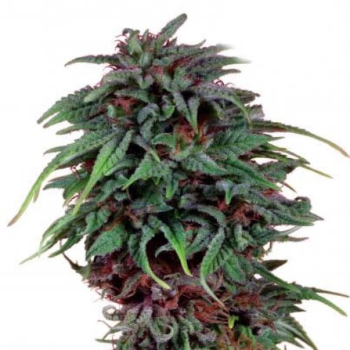 Durban Poison - Dutch Passion top veel