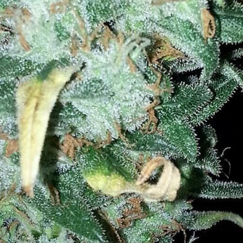 Euforia - Dutch Passion close-up