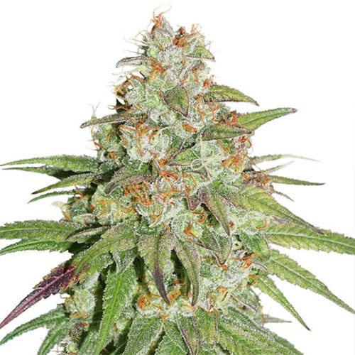 Glueberry OG - Dutch Passion