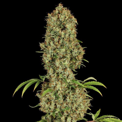 Jorge's Diamonds #1 - Dutch Passion top van een wietplant