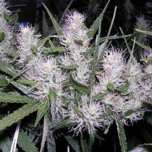 Masterkush - Dutch Passion in bloei 