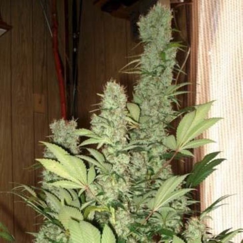 Masterkush - Dutch Passion wiet top binnenkweek
