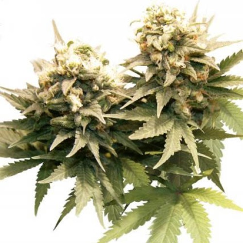 Master Kush - Dutch Passion