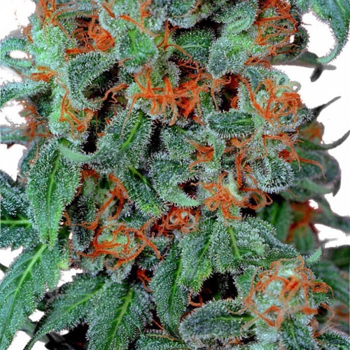 Orange Bud - Dutch Passion wiet top orange