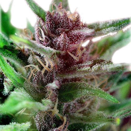 Shaman - Dutch Passion wietplant dichtbij met THC