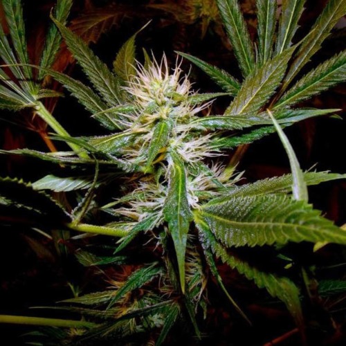 Strawberry Cough - Dutch Passion