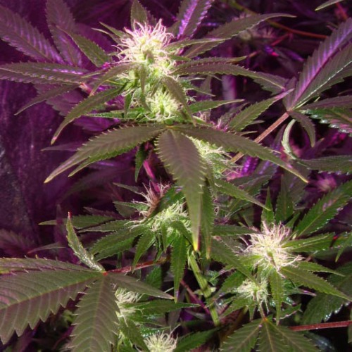 White Widow - Dutch Passion wietplant kweken