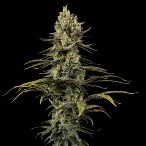 Early Amnesia CBD - Dinafem