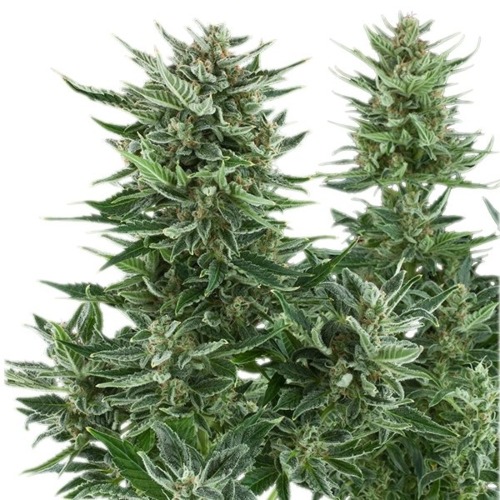 Easy Bud Auto - Royal Queen Seeds