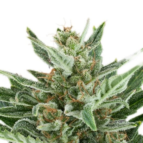 Easy Bud Auto wiet top - Royal Queen Seeds