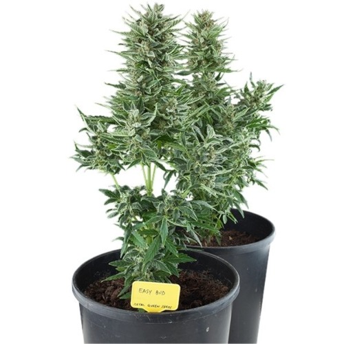 Easy Bud Auto wietplant - Royal Queen Seeds