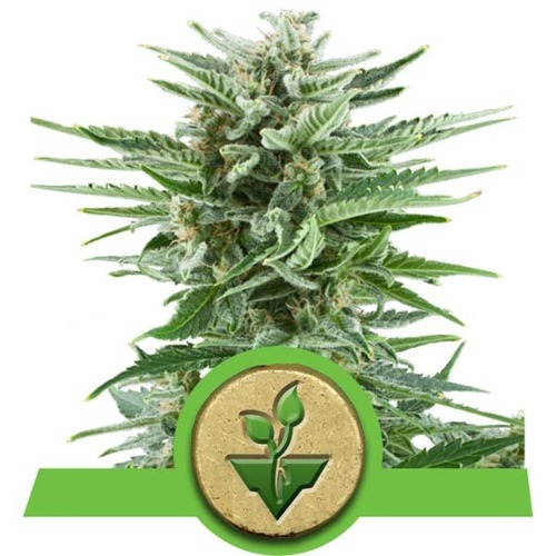 Easy Bud Autoflower wietsoort - Royal Queen Seeds