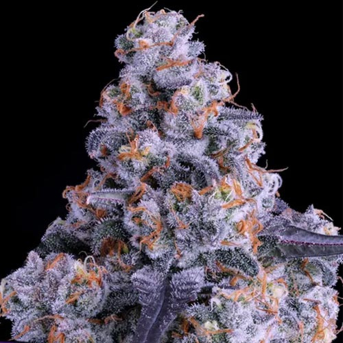 Epic Buzz Auto - Anesia Seeds