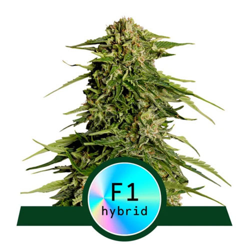 Epsilon F1 - Royal Queen Seeds