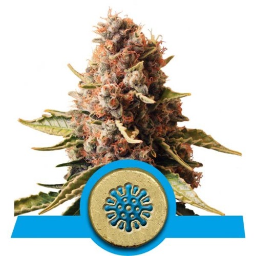 Euphoria CBD wietsoort - Royal Queen Seeds