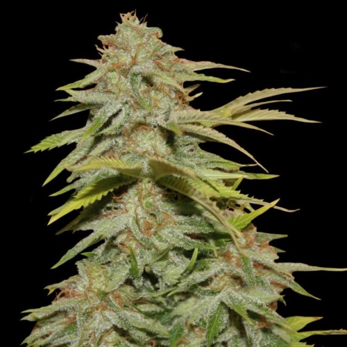 Papa‚Äö√Ñ√¥s Candy - Eva Female Seeds